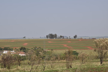Fototapeta na wymiar Horizonte verde para agricultura
