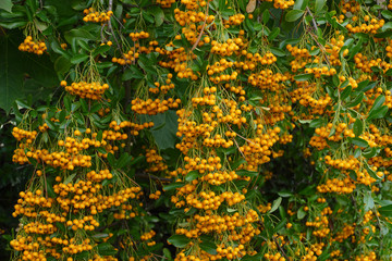 yellow and orange berries on shrub