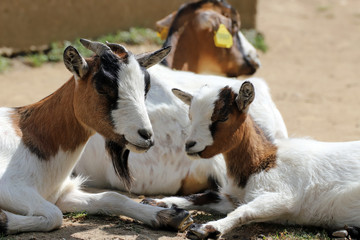 Chèvre et son chevreau