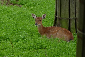 nice fallow deer in high grass