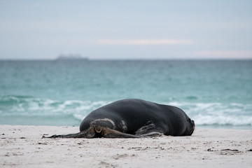 bull sea lion slumped on the beach next to the sea