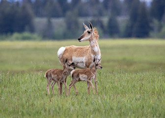 Naklejka na ściany i meble Mother and Baby PronghornAntelope