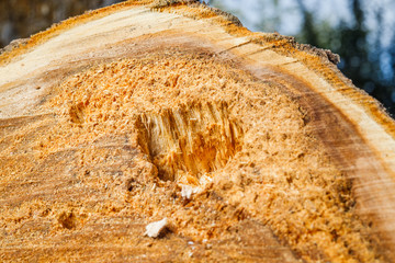 Drank an old tree. An Apple. Wood processing. Texture.