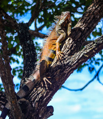 iguana lizard in a tree looking at camera