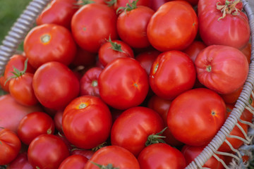 basket of red ripe tomatoes