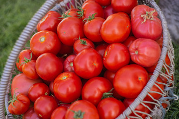 basket of red ripe tomatoes