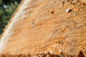 Drank an old tree. An Apple. Wood processing. Texture.