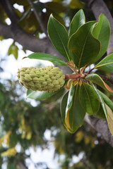 Fruit sur un magnolia