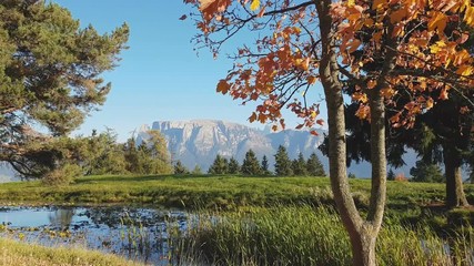 Alder with autumn colors and fir near a pond, with Mount Sciliar in the background and the leaves blowing in the wind , Renon Plateau, Alto Adige - South Tyrol, Italy