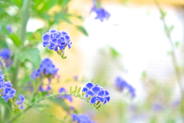 Light blue flowers in an autumn city garden.