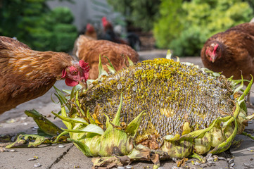 Chickens and roosters pick seeds from a giant sunflower. Concept: animal feeding or free range