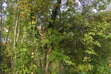 An mir kommt Dein Herz nicht vorbei