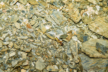 Sauterelle dissimulé dans l'ardoise