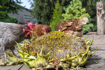 Chickens and roosters pick seeds from a giant sunflower. Concept: animal feeding or free range