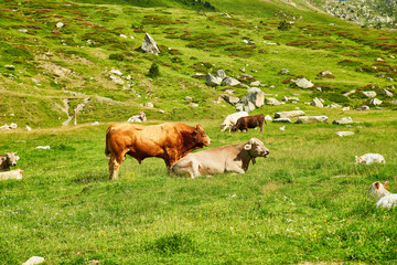 Fototapeta na wymiar Vaches, taureau et verts pâturages