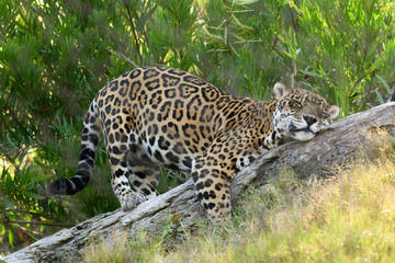 Fototapeta na wymiar spotted Jaguar rubbing against a tree, marking it