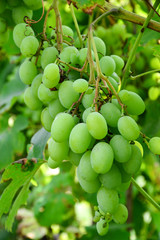  A bunch of juicy and ripe grapes on the vine.