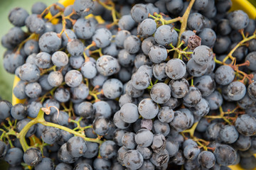 Red vine grapes background after harvesting