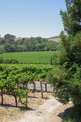 Fototapeta na wymiar Vineyards and hills and patches of forests in the northern California wine country Napa area
