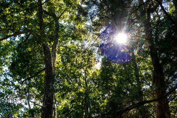 sun in the green forest