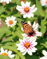 Vanessa cardui butterfly on zinnia marylandica flowers