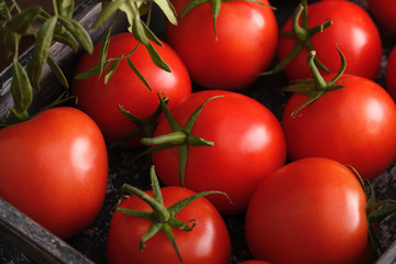 Fresh ripe red tomatoes in a crate..