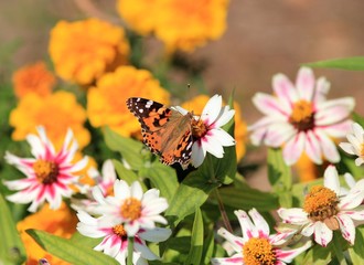 Vanessa cardui butterfly on zinnia marylandica flowers