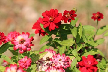 Red flowers of Zinnia in the Botanical garden of Varna (Bulgaria)