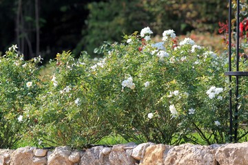White roses in a flowerbed in the Botanical garden of Varna