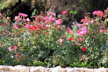 Pink rose in the garden closeup