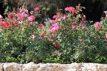 Pink rose in the garden closeup