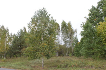 Russian nature (beginning of autumn)