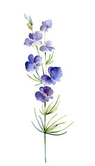 Fototapeta na wymiar Watercolor delphinium flower on white background