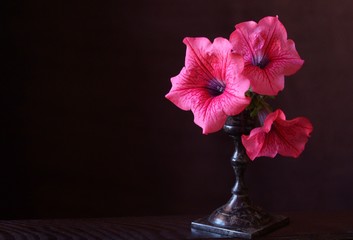 Beautiful background with cyclamen petunias (petunia grandiflora)