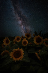 Milky Way Over a Sunflower Field 