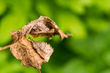 brown dried leaf of the Wild Strawberry, against green background. Copy space