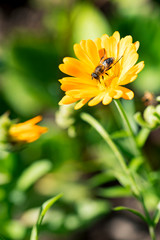 Hoverfly on yellow Calendula arvensis, daisy, field marigold