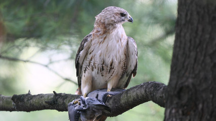 Hawk