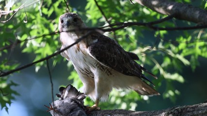Hawk