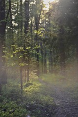 a path in the forest lit by sunlight