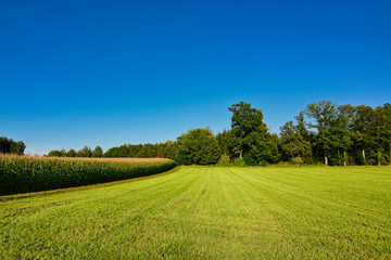 Obraz premium green field next to a corn field, in the background a forest and blue sky