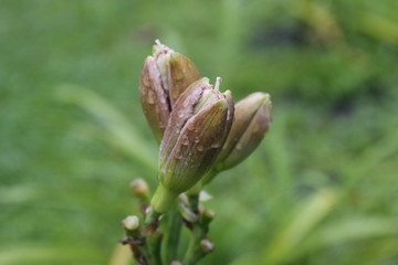 buds of a Lilia flower with drops of water