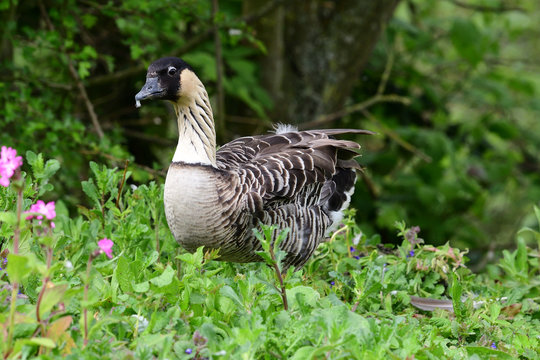Portrait of a nene (branta sandvicensis)