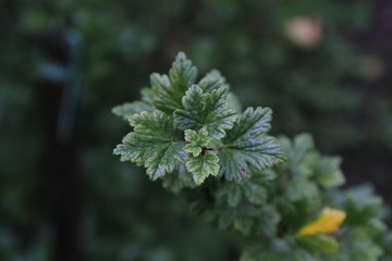 closeup of gooseberry leaves