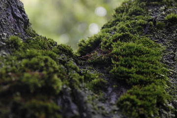 moss on tree