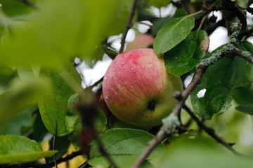 apple on a tree