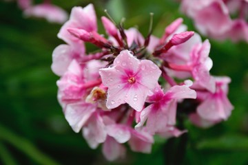 pink flower in garden after rain