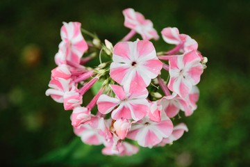 pink flowers in the garden phlox 