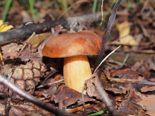 Boletus mushroom grows in the forest. Wildlife. Edible mushroom.