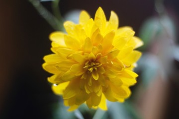 yellow flower rudbeckia